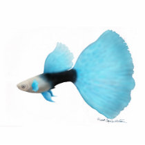 Half Black Blue Fantail Guppy Cut Outs