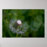 Half-gone dandelion poster