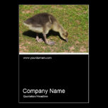 Half&Half Photo 0367 - Gosling business cards