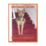 Halloween Dog and No Treats Postcard