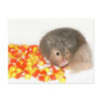 Halloween hamster post cards