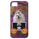 Halloween - Just a Lil Spooky - Maltese