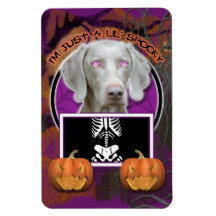 Halloween - Just a Lil Spooky - Weimaraner Vinyl Magnet