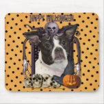 Halloween Nightmare - Boston & Rat Terrier - Jazy