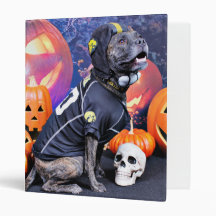 Halloween - Pitbull - Marley