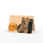 Halloween Yorkie