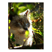 Halo in the Garden Postcards