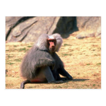 Hamadryas Baboon-adult male sitting Postcards
