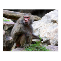 Hamadryas Baboon Postcard