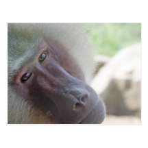 Hamadryas baboon postcards