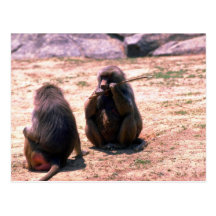 Hamadryas Baboons gnawing bark from stick Post Card