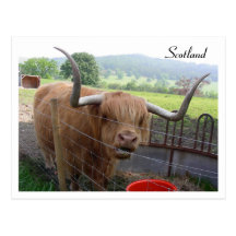 Hamish the Hairy Coo, Scotland Post Cards