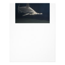 Hammerhead Shark Letterhead Template