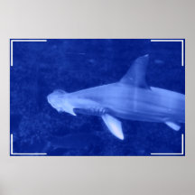 Hammerhead Shark Poster