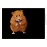 HAMSTER: ART ON BLACK: COLOR PENCIL GREETING CARDS
