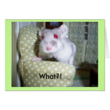 Hamster Belated Birthday Cards