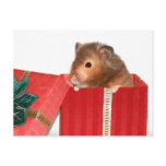 Hamster Christmas gift Postcard