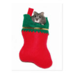Hamster Christmas stocking Post Card