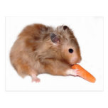 Hamster diet card post card