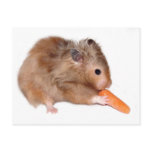 Hamster diet card post card