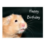Hamster Happy Birthday Post Cards