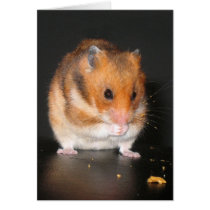 Hamster notecard cards