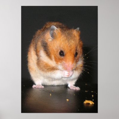 Hamster poster by photoinspiration