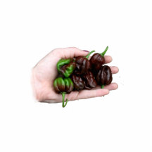 Hand and Chocolate Hot Habanero Peppers Photo Sculptures
