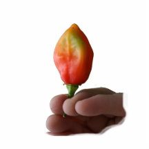 Hand And Hot Habernero Pepper Photograph Cut Out