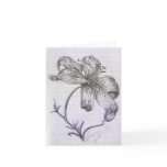 Hand-drawn Lily cards