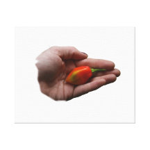 Hand Holding One habanero Hot Pepper Stretched Canvas Print