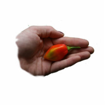 Hand Holding One habanero Hot Pepper Photo Cutout