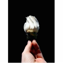 Hand holding white rose bud black background acrylic cut outs