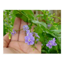 Hand, purple flowers, leaves postcard