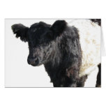 Handsome Belted Galloway Steer Card