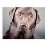 Handsome Chocolate Labrador Postcards