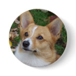 Handsome Corgi