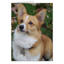 Handsome Corgi