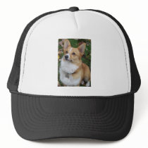 Handsome Corgi