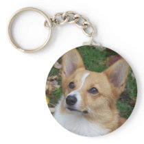 Handsome Corgi