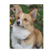 Handsome Corgi