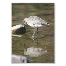 "Handsome Me" Willet Bird Photo