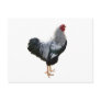 Handsome Silver Penciled Wyandotte Rooster Postcard
