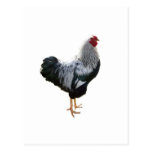 Handsome Silver Penciled Wyandotte Rooster Post Cards