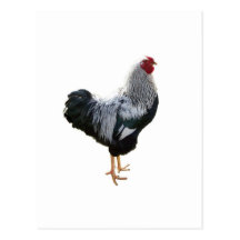 Handsome Silver Penciled Wyandotte Rooster Post Cards