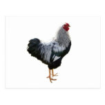Handsome Silver Penciled Wyandotte Rooster Postcard