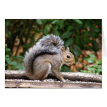 Handsome Squirrel Cards