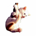 Hang In There Baby Cat photo sculptures