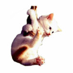 Hang In There Baby Cat photo sculptures