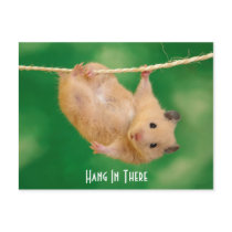 Hang In There Hamster Post Card